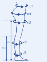 Guide des tailles de la compression