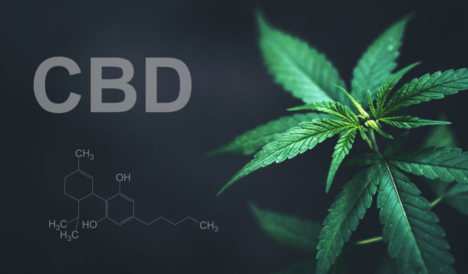 Les dangers du CBD : ce qu'il faut savoir avant d'en consommer